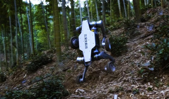 jinnianhui山猫